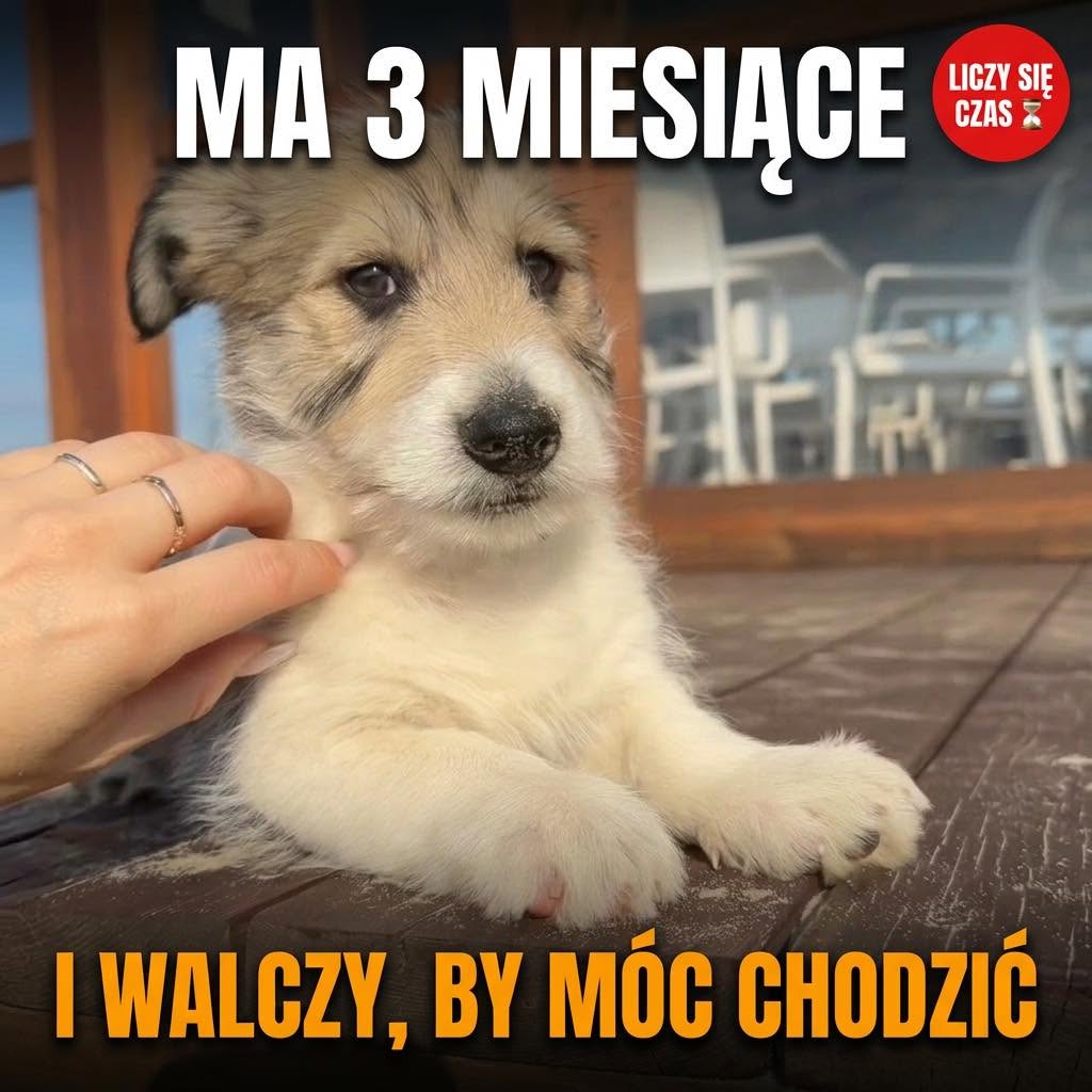 Lucky walczy o szansę na pierwszy krok — akcja karmienia