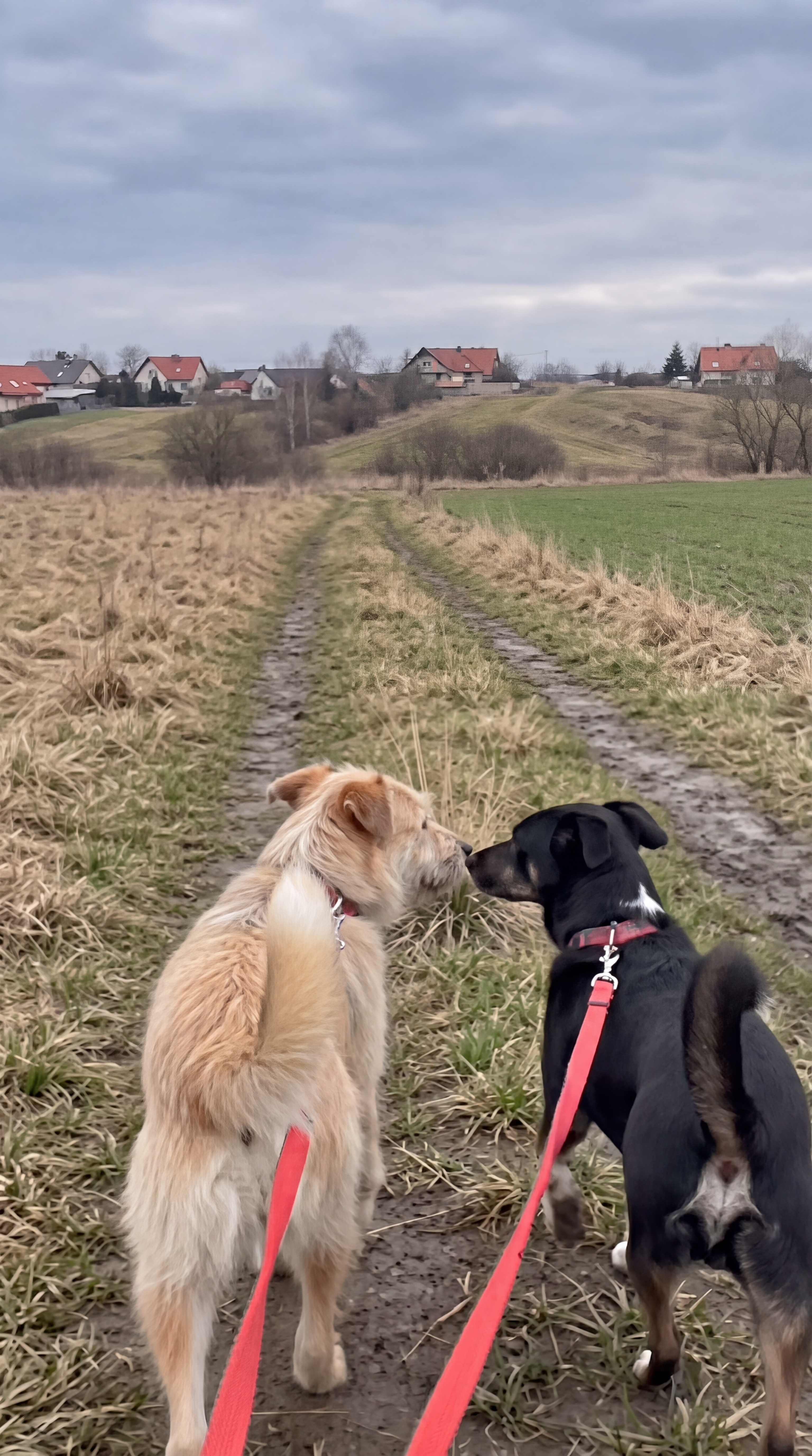Maj 2026 — spokojny dzień pod Olsztynem — akcja karmienia (4 z 8)
